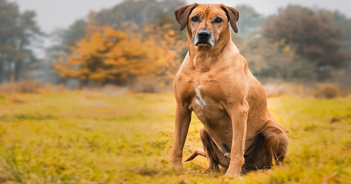 African Ridgebacks