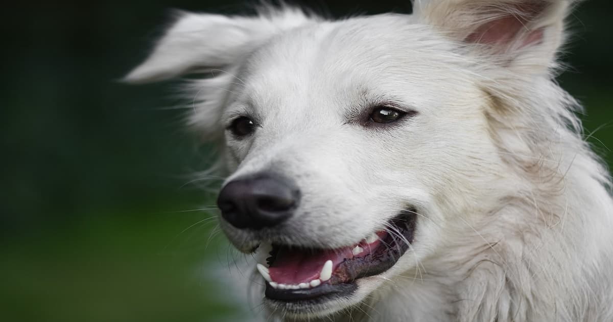 Anatolian Dog