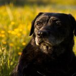 Black Mouth Cur