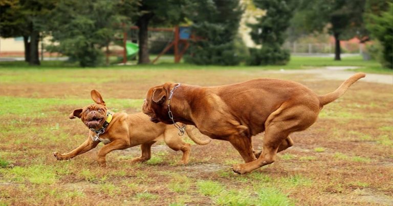 Russian mastiff